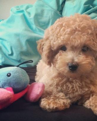Maltipoo Toy Femmina Anche in 12 Rate