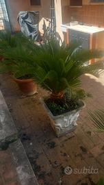 piante cycas
