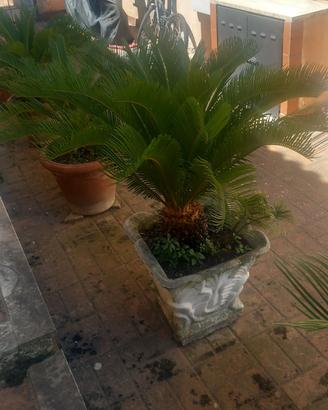 piante cycas