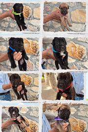 Cuccioli cane Corso