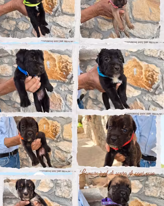 Cuccioli cane Corso