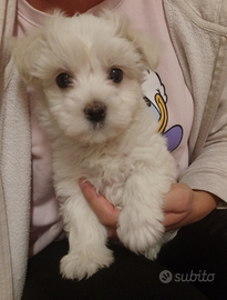 Maltese