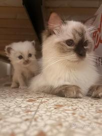 Cuccioli di ragdoll da amare con pedigree