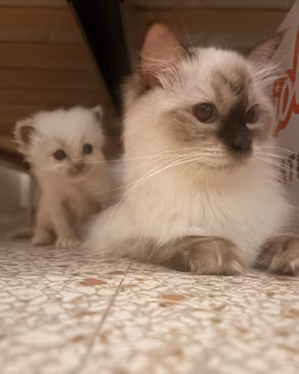 Cuccioli di ragdoll da amare con pedigree