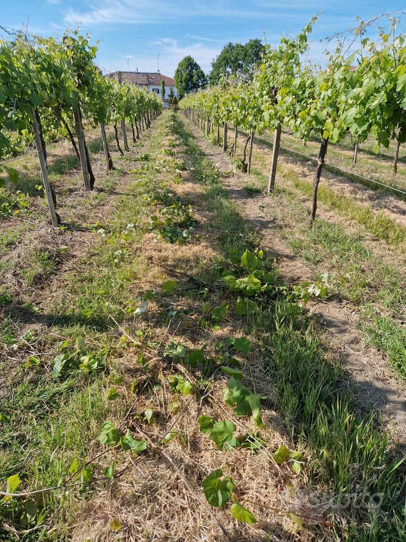 Capannone con terreno vigna - Vista 3