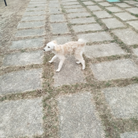 Cucciolo di barboncino nano