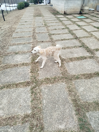 Cucciolo di barboncino nano