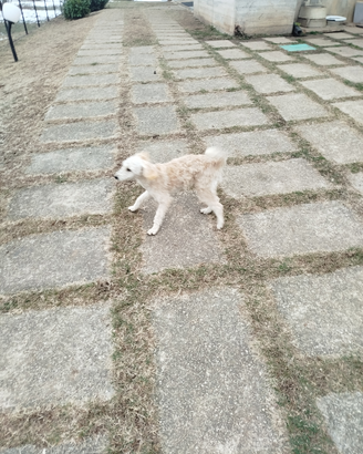 Cucciolo di barboncino nano