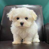 Maltese del Sol cuccioli allevamento