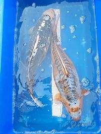 Koi doitsu