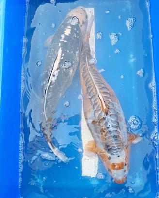 Koi doitsu