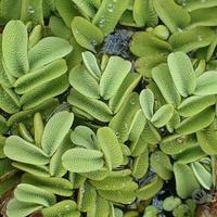 Salvinia natans
