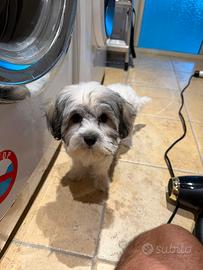 Cucciolo di shichon