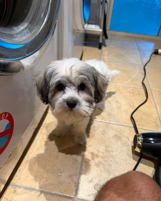 Cucciolo di shichon