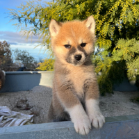 Akita inu pedigree