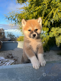 Akita inu pedigree