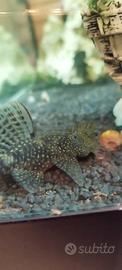 Pesci ancistrus da fondo acquario