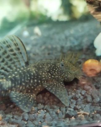 Pesci ancistrus da fondo acquario