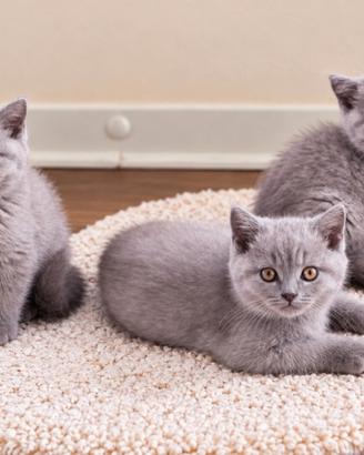 Cuccioli di SCOTTISH blue e lilac
