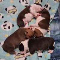 Staffordshire bull terrier