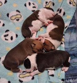 Staffordshire bull terrier