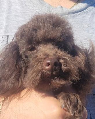 Barboncini Toy Marrone-Cioccolata