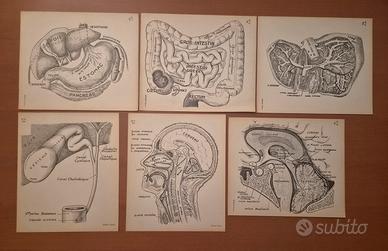 28 Tavole Anatomiche Arnault Editore
