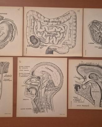 28 Tavole Anatomiche Arnault Editore