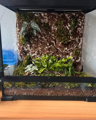 Terrario Bioattivo 60x60x45 Allestimento 3D Fogger