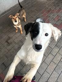 Clara cagnolina meticcia