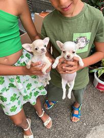 Chihuahua cuccioli minuscoli