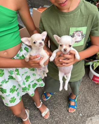 Chihuahua cuccioli minuscoli