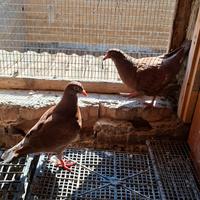 Colombi California doppiopetto