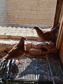 Colombi California doppiopetto