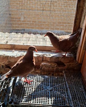 Colombi California doppiopetto