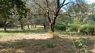 Terreno di 11.000mq loc Melia di Scilla