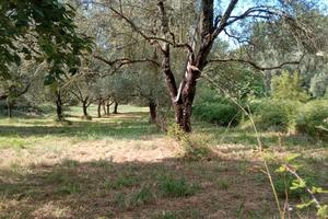 Terreno di 11.000mq loc Melia di Scilla