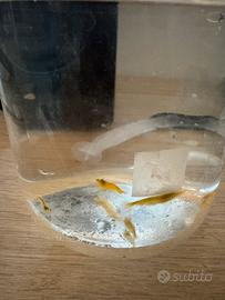 Neocaridina orange sakura