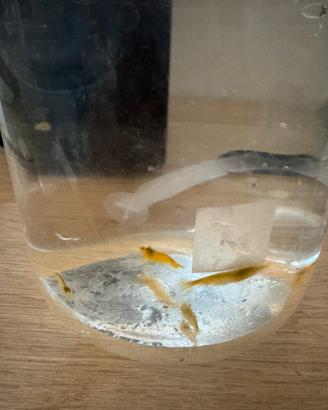 Neocaridina orange sakura