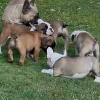 Cuccioli bulldog francese