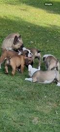 Cuccioli bulldog francese