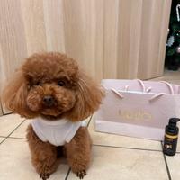 Accoppiamento barboncino Toy