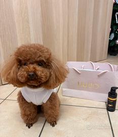 Accoppiamento barboncino Toy