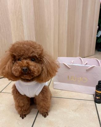 Accoppiamento barboncino Toy