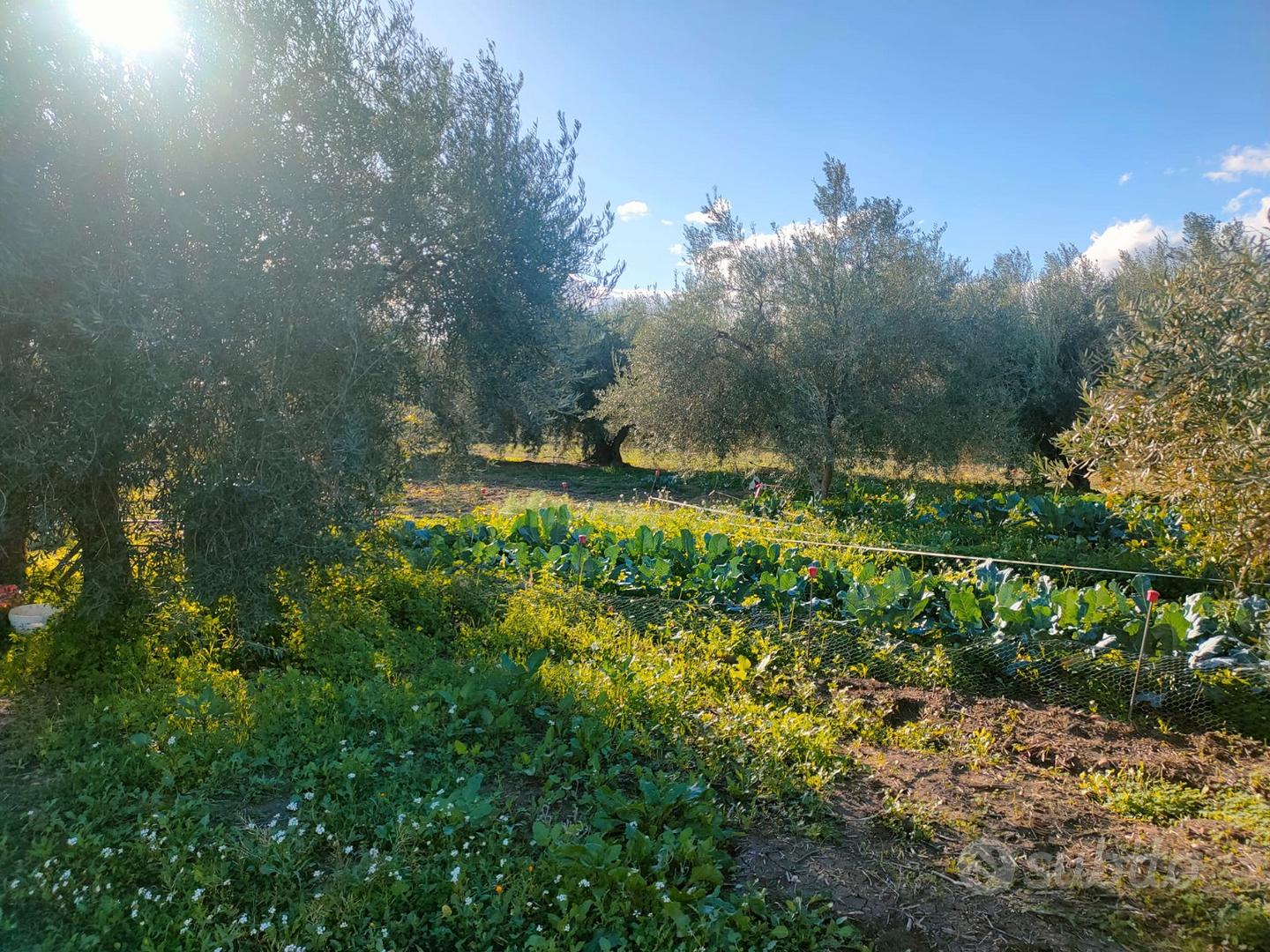 Terreno agricolo pianeggiante 7.800 mq con uliveto - Vista 5