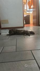 La mia gatta non posso tenerla per cambio casa