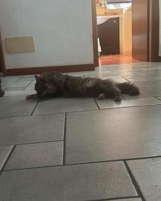 La mia gatta non posso tenerla per cambio casa