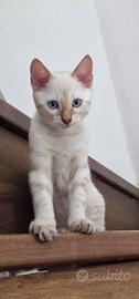 Cucciolo bengala snow