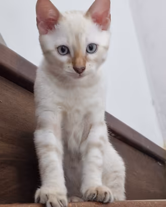 Cucciolo bengala snow