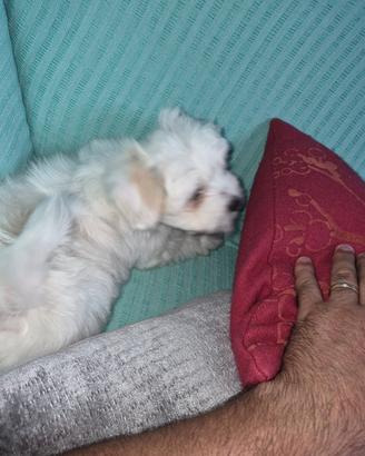Cane maltese
